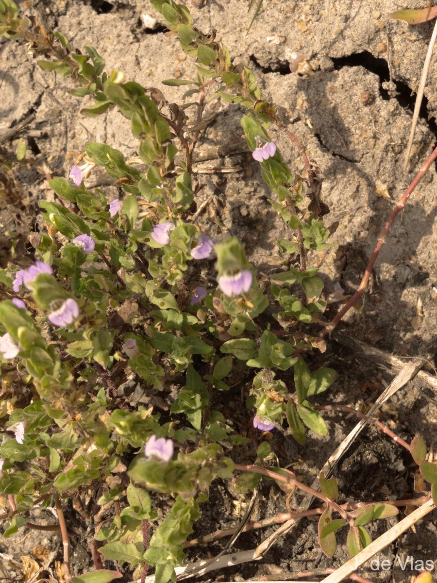 Hygrophila difformis (L.f.) Blume